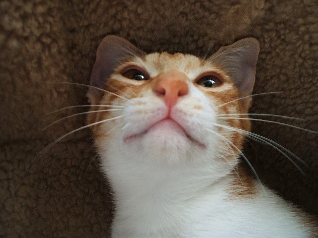 丹丹很可愛
