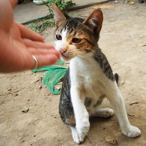 誘拐襪襪