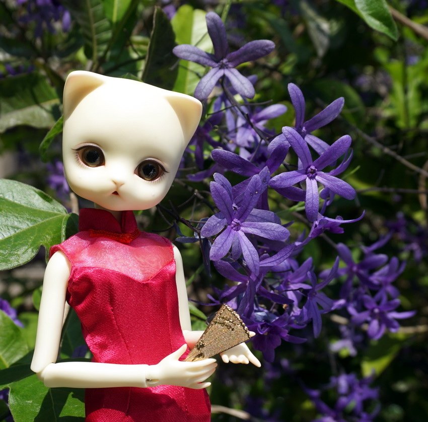 藍花藤貓美人