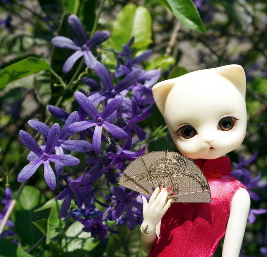 藍花藤貓美人