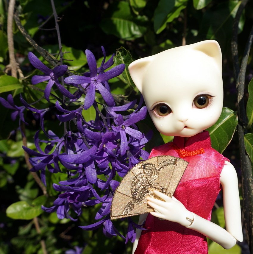 藍花藤貓美人