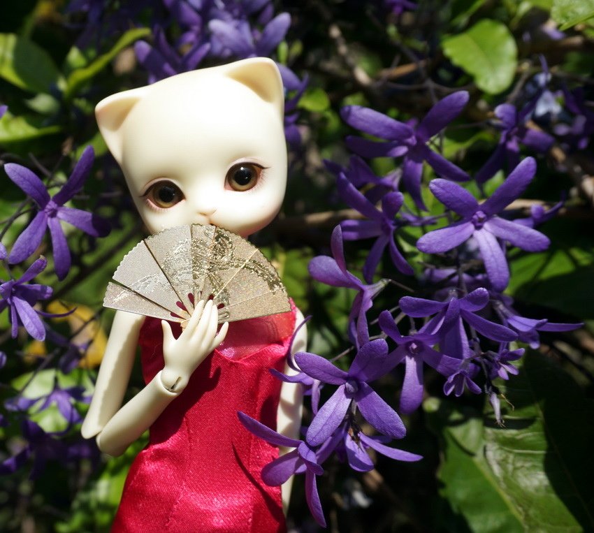 藍花藤貓美人