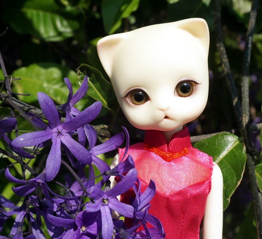 藍花藤貓美人