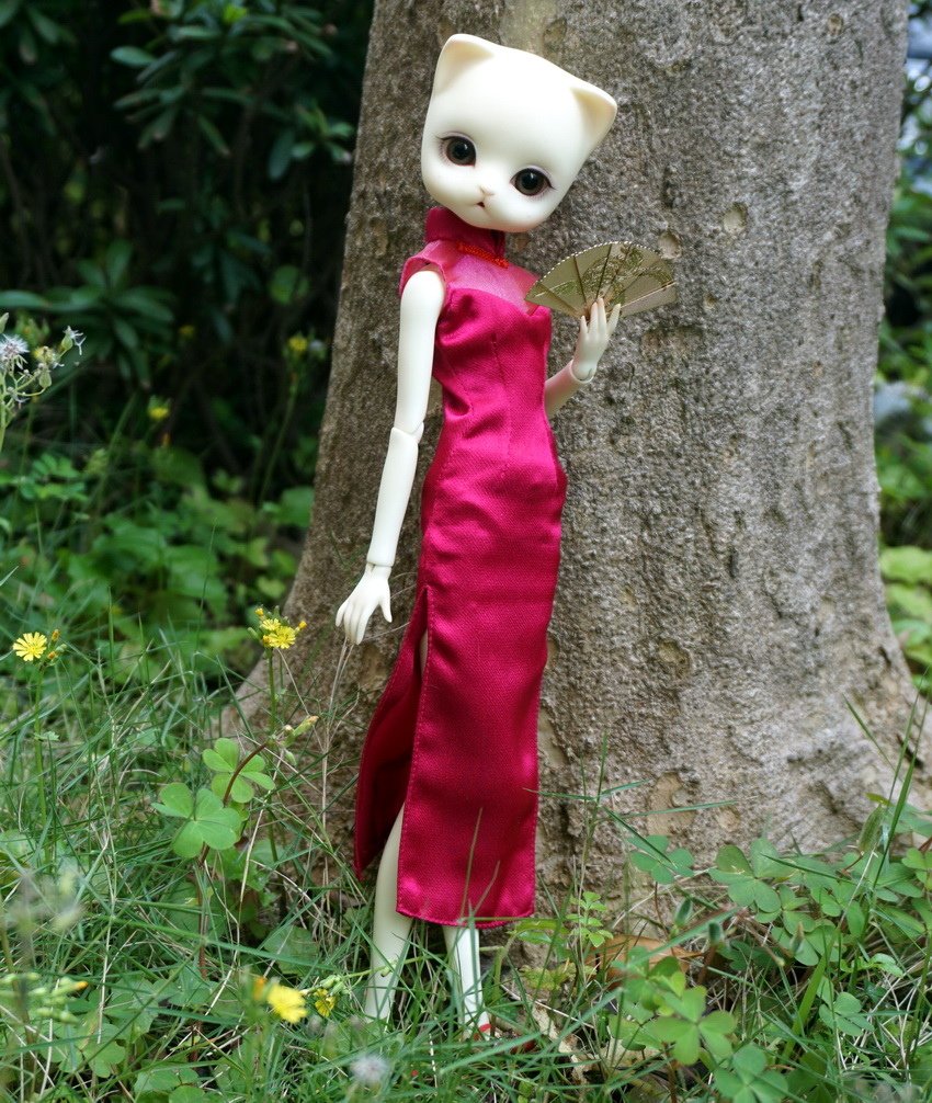 藍花藤貓美人