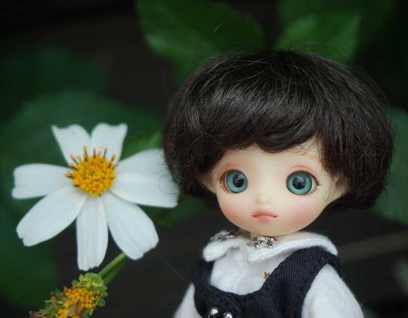 雙胞胎與三花貓們
