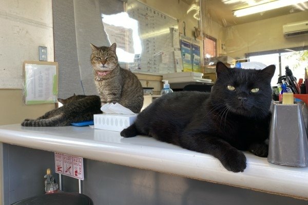 賽車場辦公室貓職員很囂張　公然偷懶還意圖「控制人類腦波」