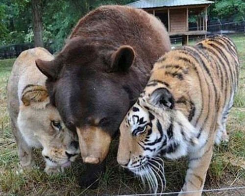 感情超好的動物們　我也好想和你們做朋友