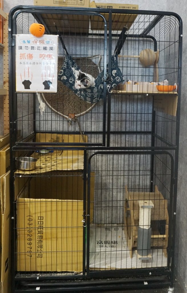 250517虎頭蜂零食專賣店的店貓 (2).JPG