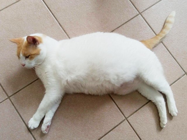 胖貓亮亮