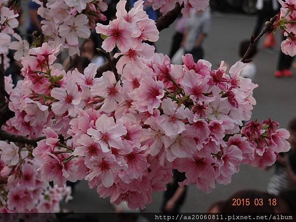 DSC08667