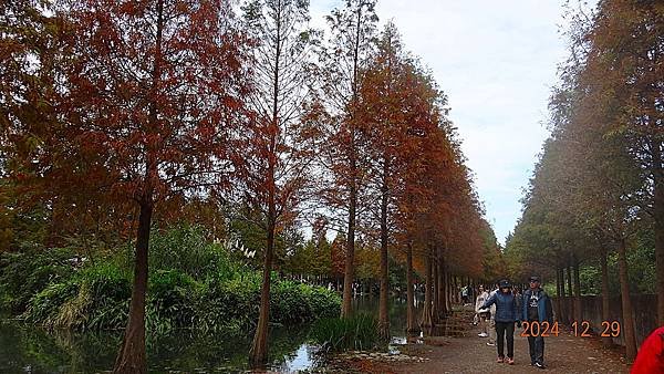 ★桃園「大溪月眉人工濕地生態公園」落羽松20241229