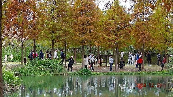 ★桃園「大溪月眉人工濕地生態公園」落羽松20241229