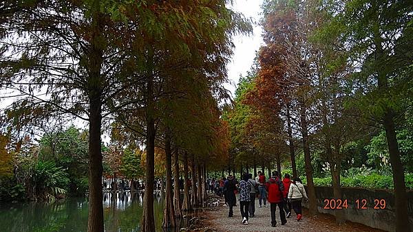 ★桃園「大溪月眉人工濕地生態公園」落羽松20241229