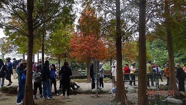 ★桃園「大溪月眉人工濕地生態公園」落羽松20241229