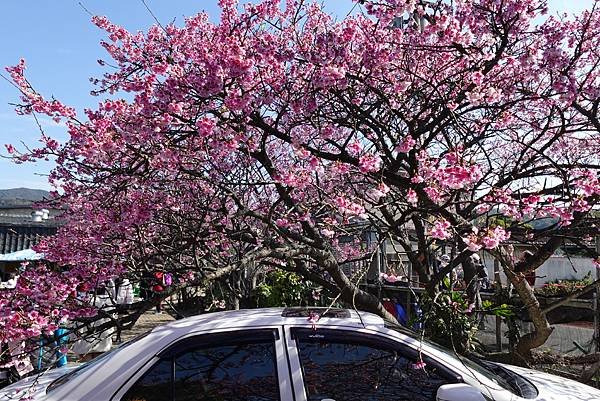 平菁街42巷櫻花盛開