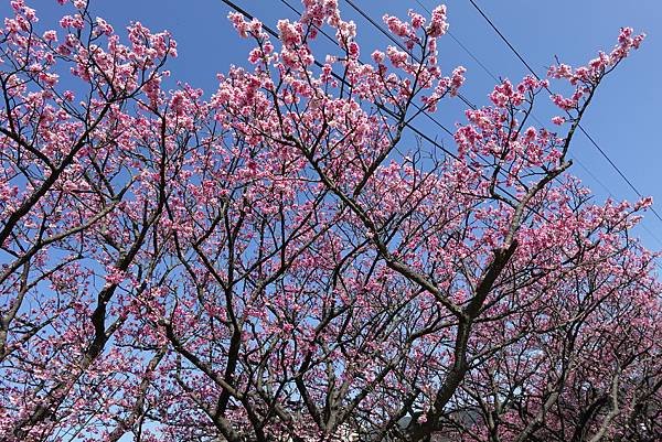 平菁街42巷櫻花盛開