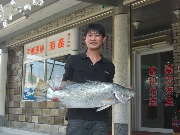 東石 希有大海金目鱸魚 