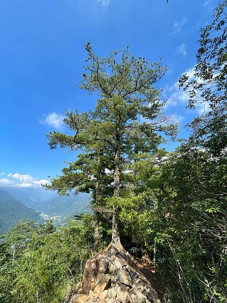 台中谷關隱藏版第八雄｜ 阿冷山O形縱走｜地形多變考驗體力｜攀