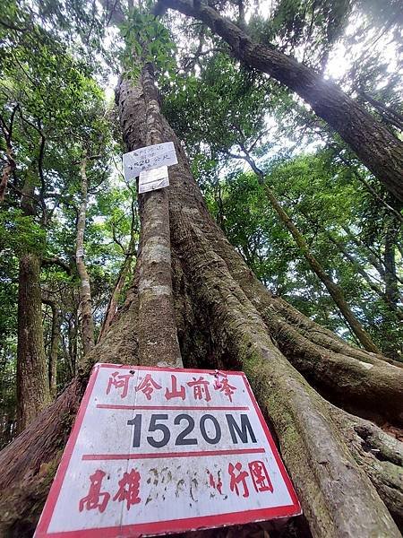 台中谷關隱藏版第八雄｜ 阿冷山O形縱走｜地形多變考驗體力｜攀