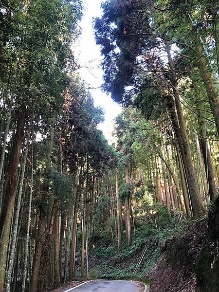 雲林草嶺景Yünlin古坑免門票武俠劇場景✅台版小京都嵐山竹