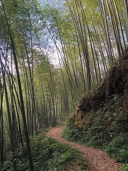 雲林草嶺景Yünlin古坑免門票武俠劇場景✅台版小京都嵐山竹