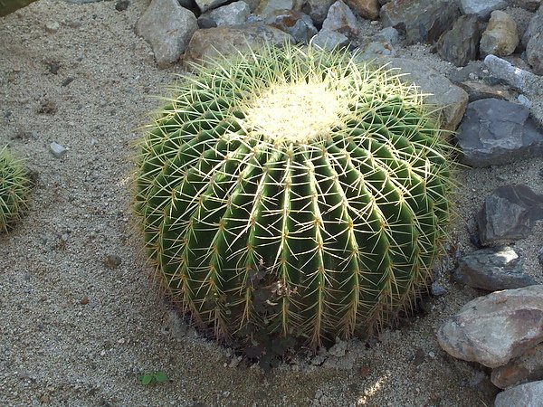 花博