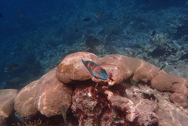 2019Palau-day4