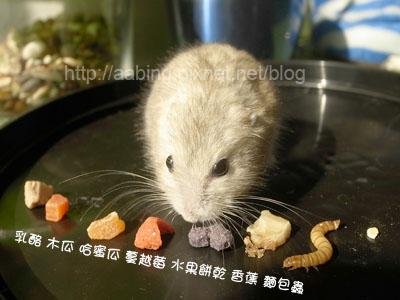 魯卡撐吃蟲