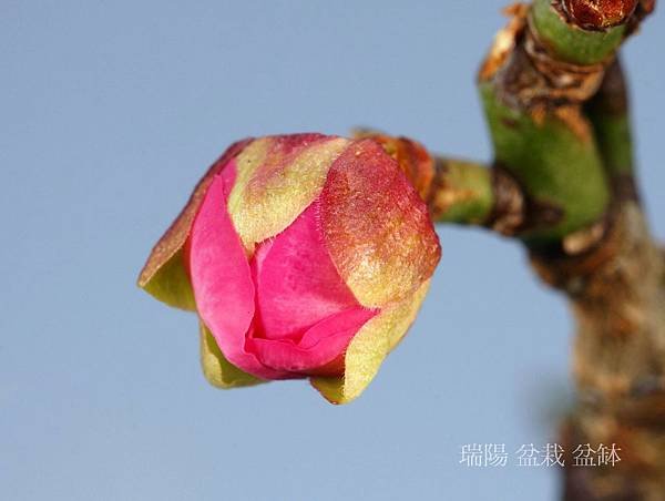 緋梅  花之特寫