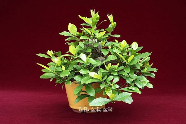 梔子  右側面