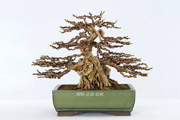 2010/05/07 大葉蔓榕（樹幅）  寬 55 cm.  高 33 cm.  深 45 cm.