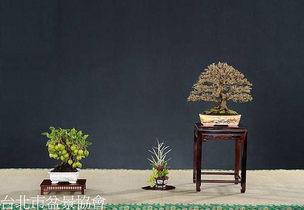 3B12-4640-銀樹獎-姬蘋果.白古蘇花-郭佳宜.jpg
