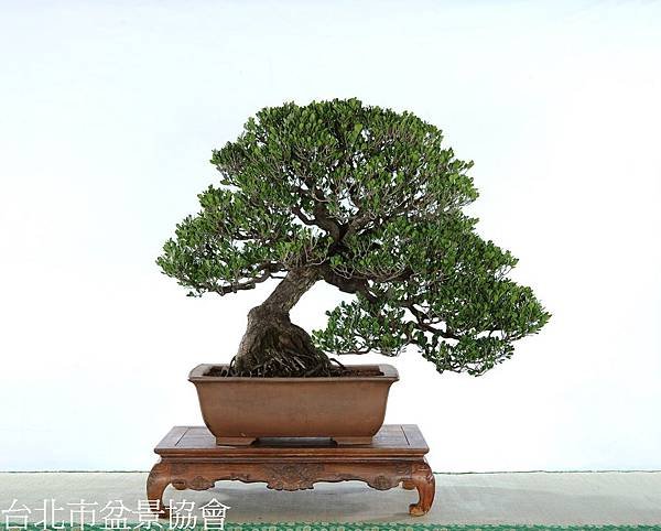 3D13-4570象牙樹-許錦全