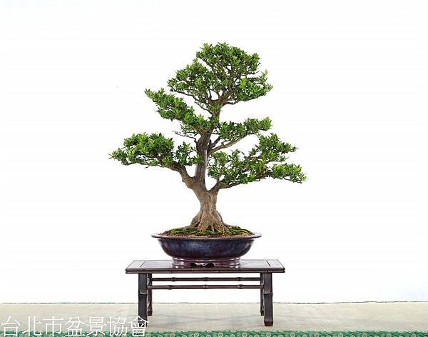 3D14-4648-八房柑-林淵池.jpg