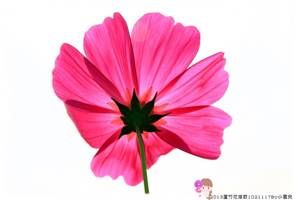 2013蘆竹花海節1021117By小雪兒IMG_0595.JPG