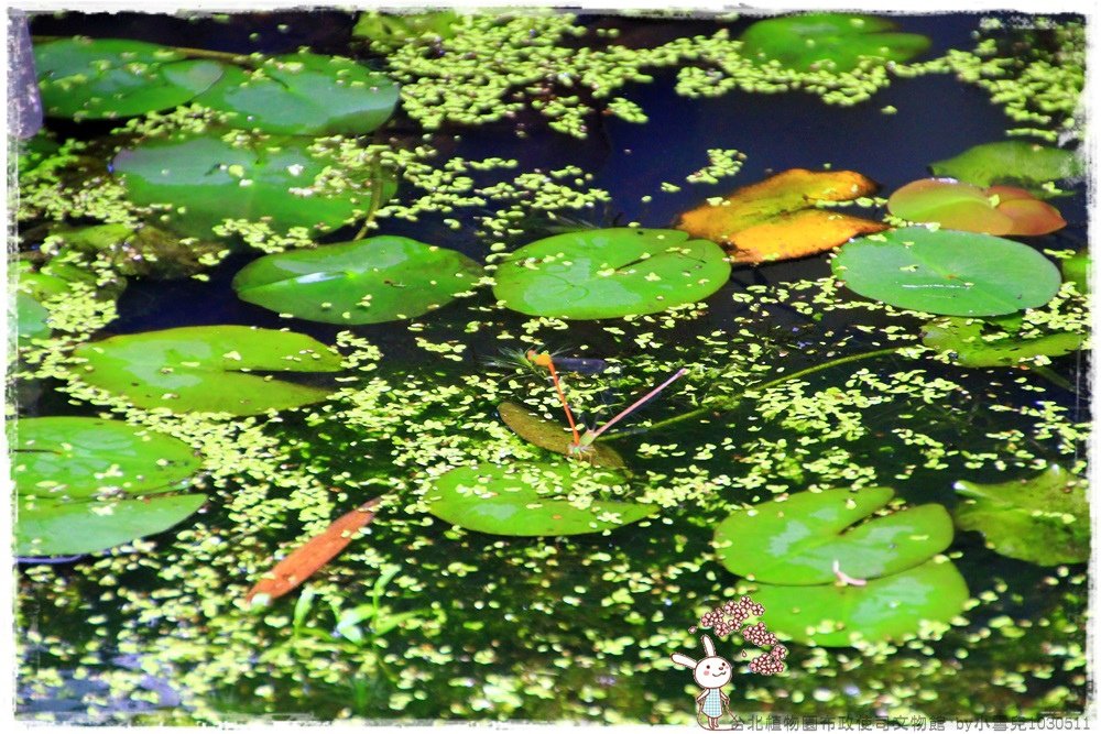 台北植物園布政使司文物館 by小雪兒1030511IMG_6940.JPG