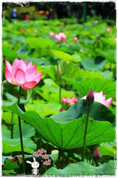 台北植物園布政使司文物館 by小雪兒1030511IMG_7015.JPG