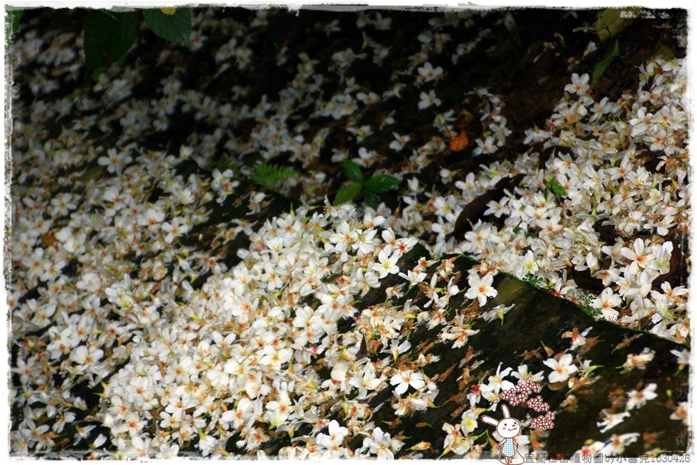 宜蘭仁山植物園by小雪兒1030426IMG_6134.JPG