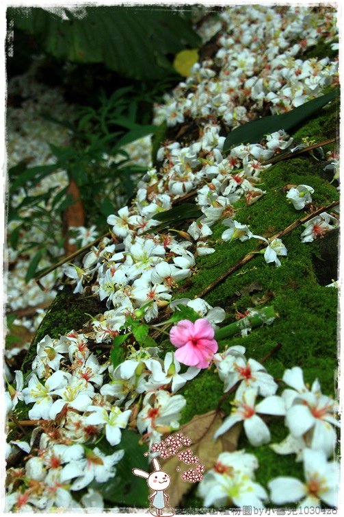 宜蘭仁山植物園by小雪兒1030426IMG_6142.JPG