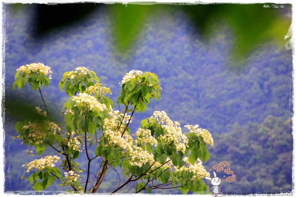 宜蘭仁山植物園by小雪兒1030426IMG_6165.JPG