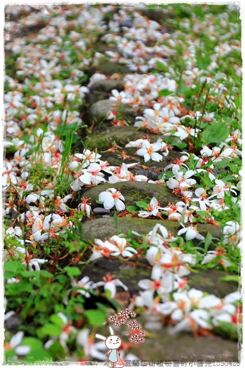 宜蘭仁山植物園by小雪兒1030426IMG_6196.JPG