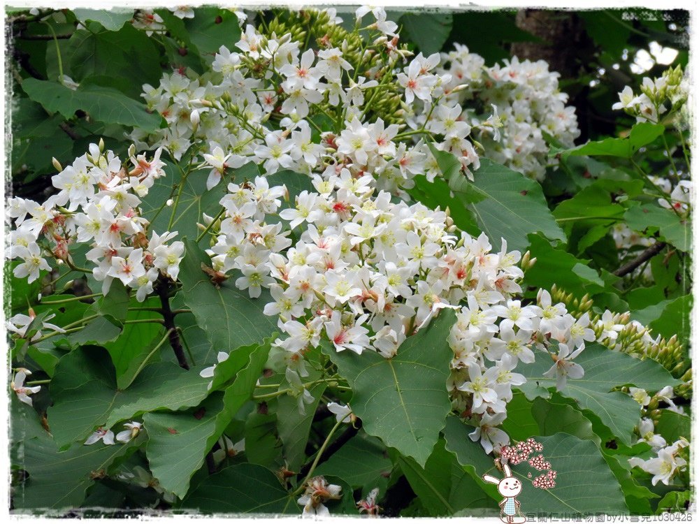 宜蘭仁山植物園by小雪兒1030426IMG_8595.JPG