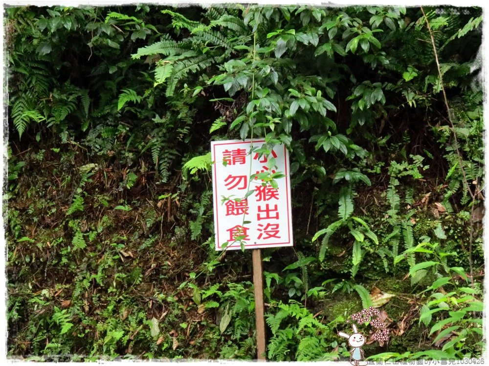 宜蘭仁山植物園by小雪兒1030426IMG_8608.JPG