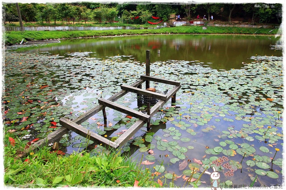 甘家堡賞桐花1040503by小雪兒IMG_8649.JPG