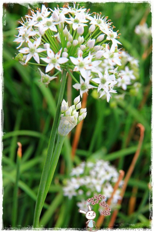韭菜花田1040920by小雪兒IMG_3021 040.JPG