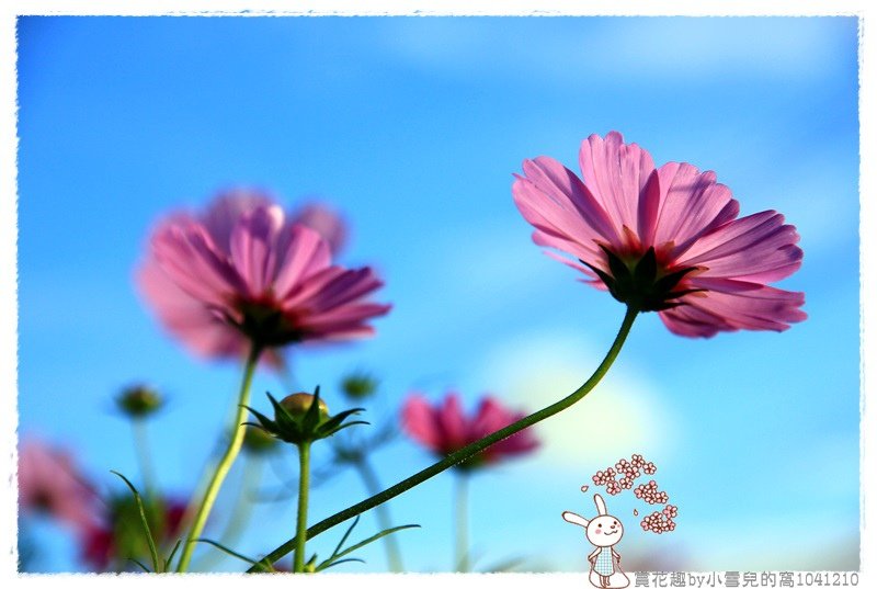 賞花趣by小雪兒的窩1041210IMG_5631 023.JPG
