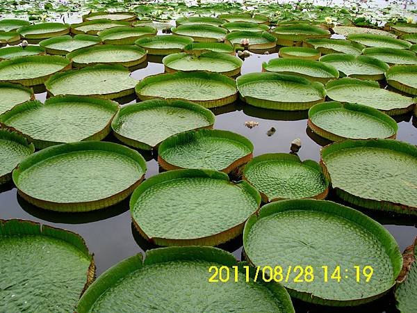 105.臺南白河賞蓮.JPG