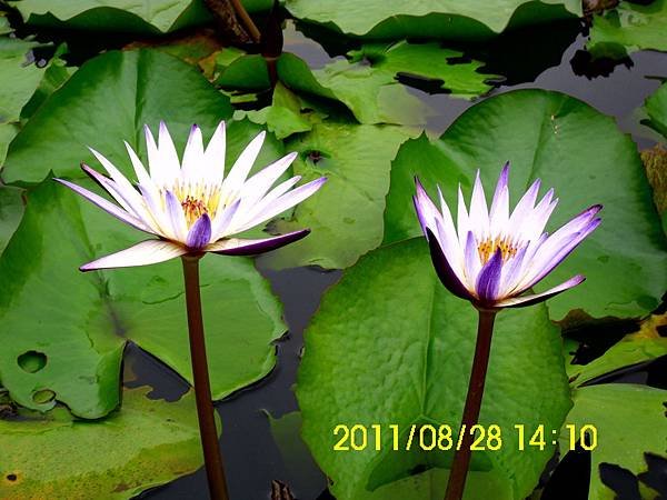 103.臺南白河賞蓮.JPG