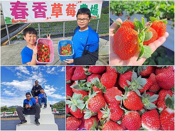 ღ『苗栗大湖。寵物親子景點』春香草莓農場（高架草莓園／草莓季