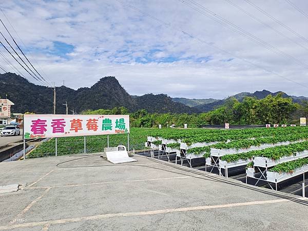 ღ『苗栗大湖。寵物親子景點』春香草莓農場（高架草莓園／草莓季